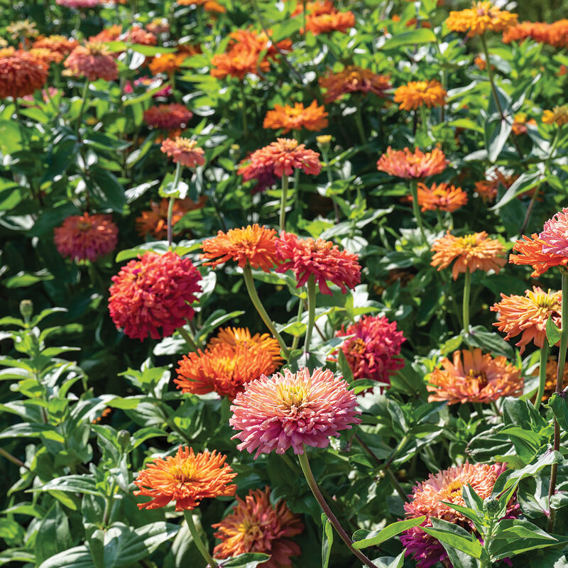 Zinnia 'Agave Mix'