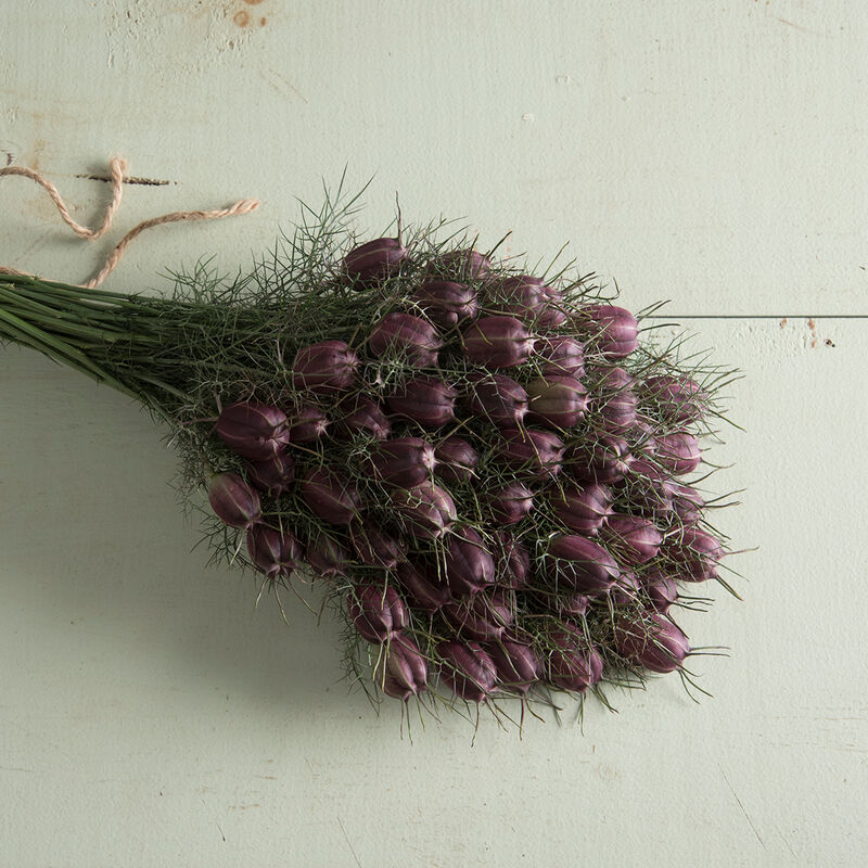 Nigella 'Albion Black Pod'