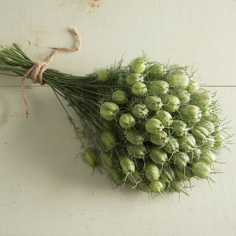 Nigella 'Albion Green Pod'