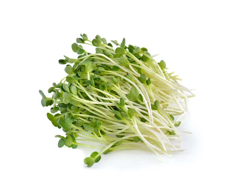 Microgreen 'Alfalfa'