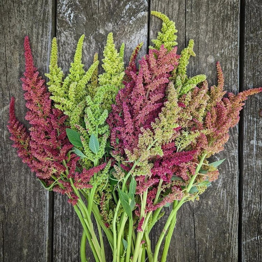 Amaranth 'Vintage Mix'