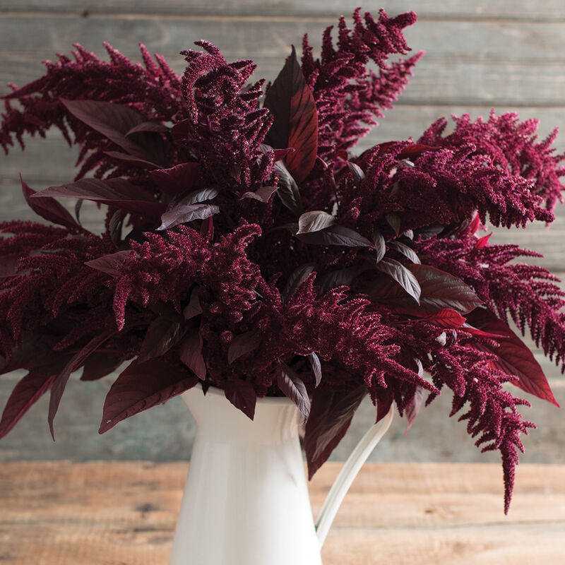 Amaranth 'Red Spike'