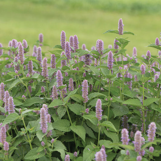 Herb 'Anise Hyssop'