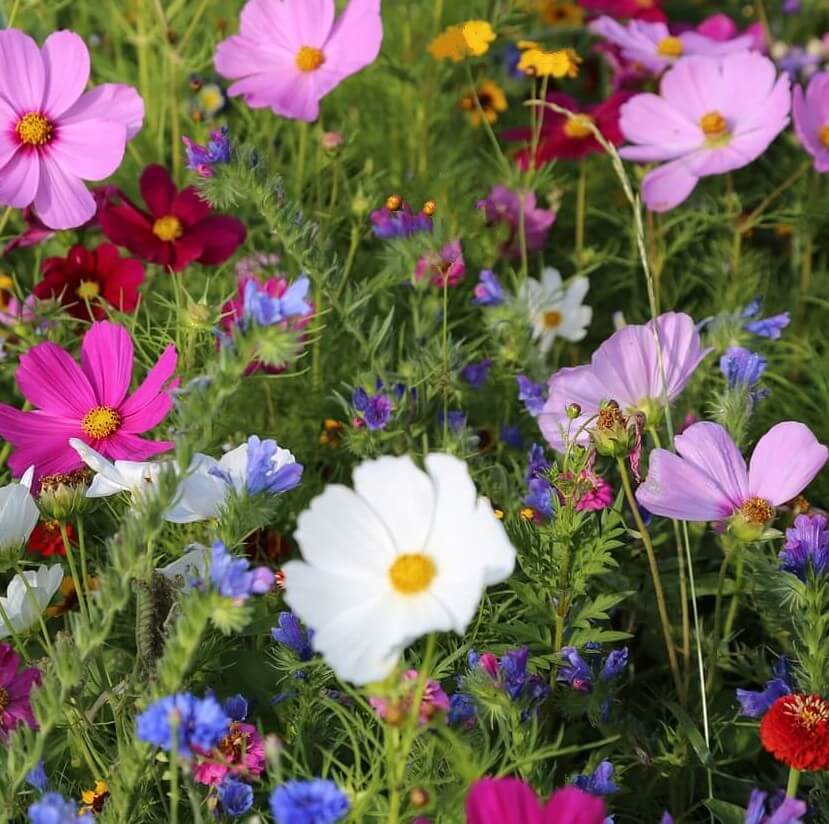 Wildflower 'Bouquet Mix'