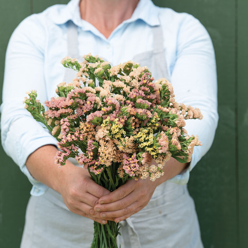 Blush & Bloom - Pretty in Pink Flower Seed Collection