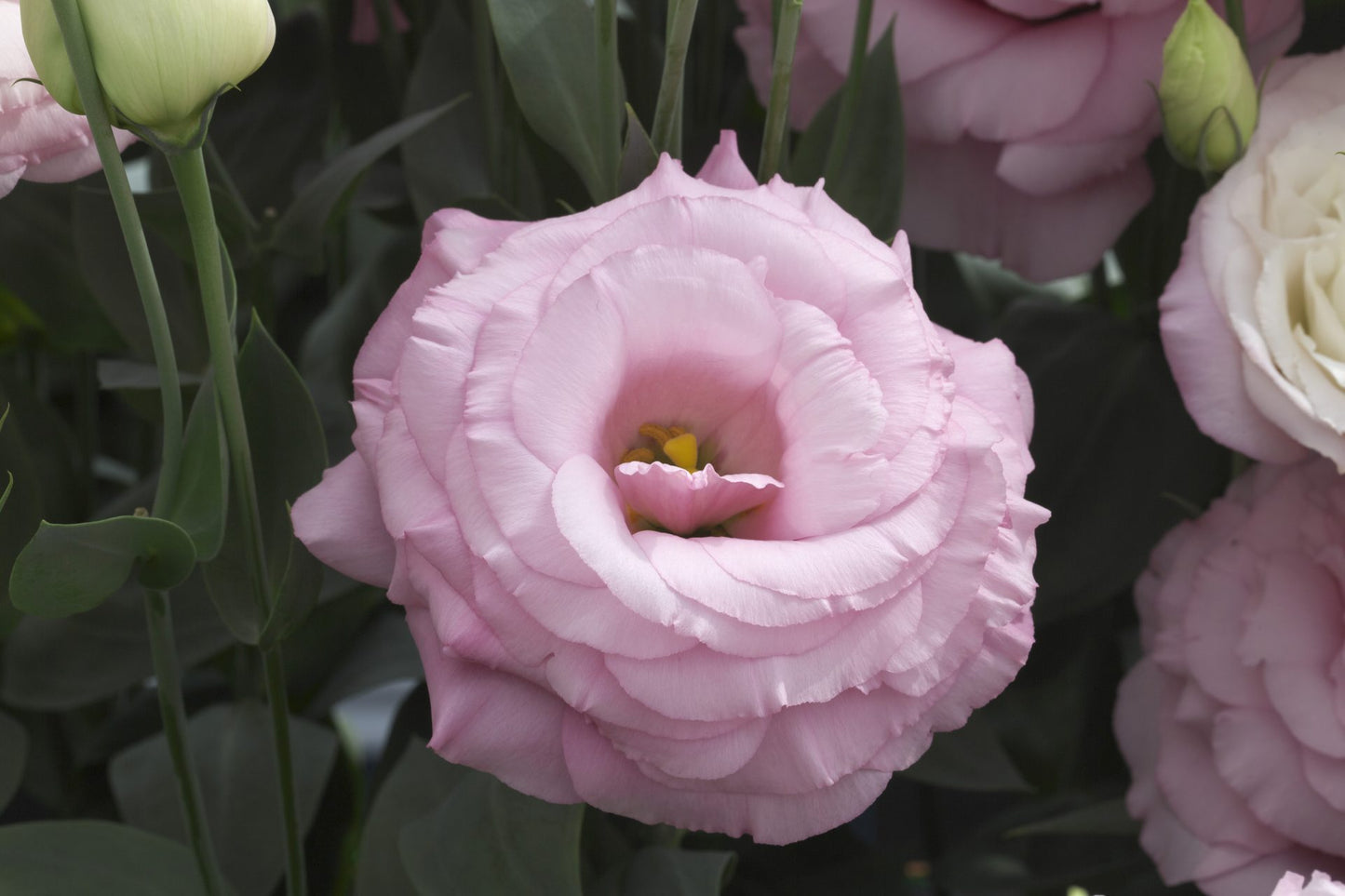 Lisianthus 'Arena III Baby Pink'