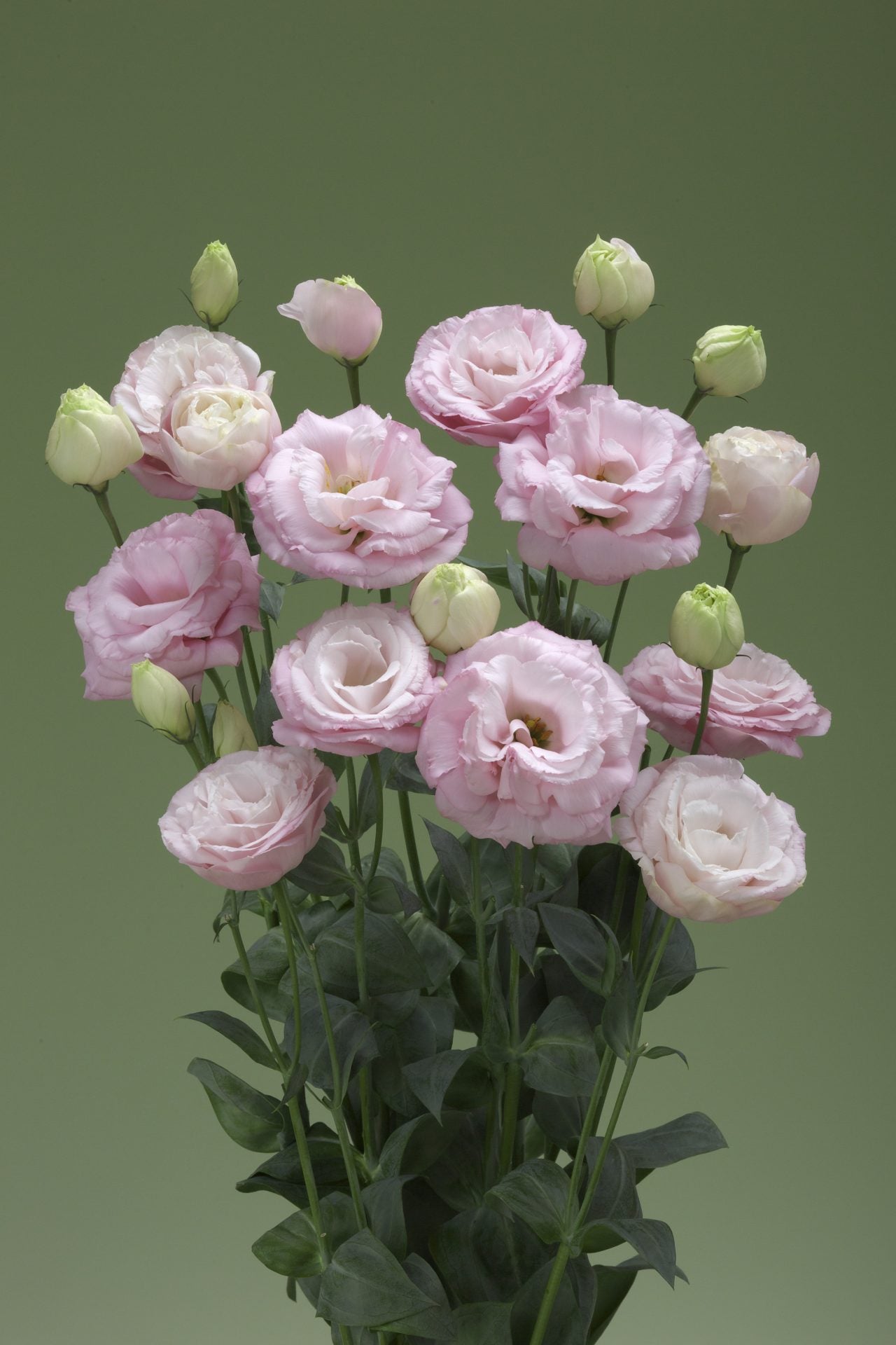 Lisianthus 'Arena III Baby Pink'