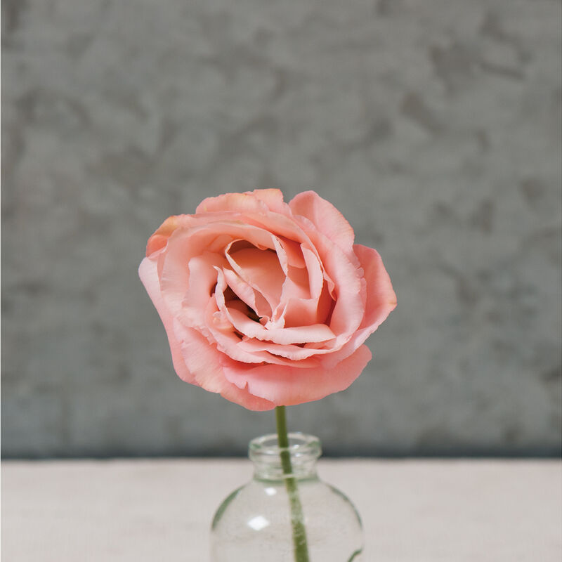 Lisianthus 'Arena III Apricot'