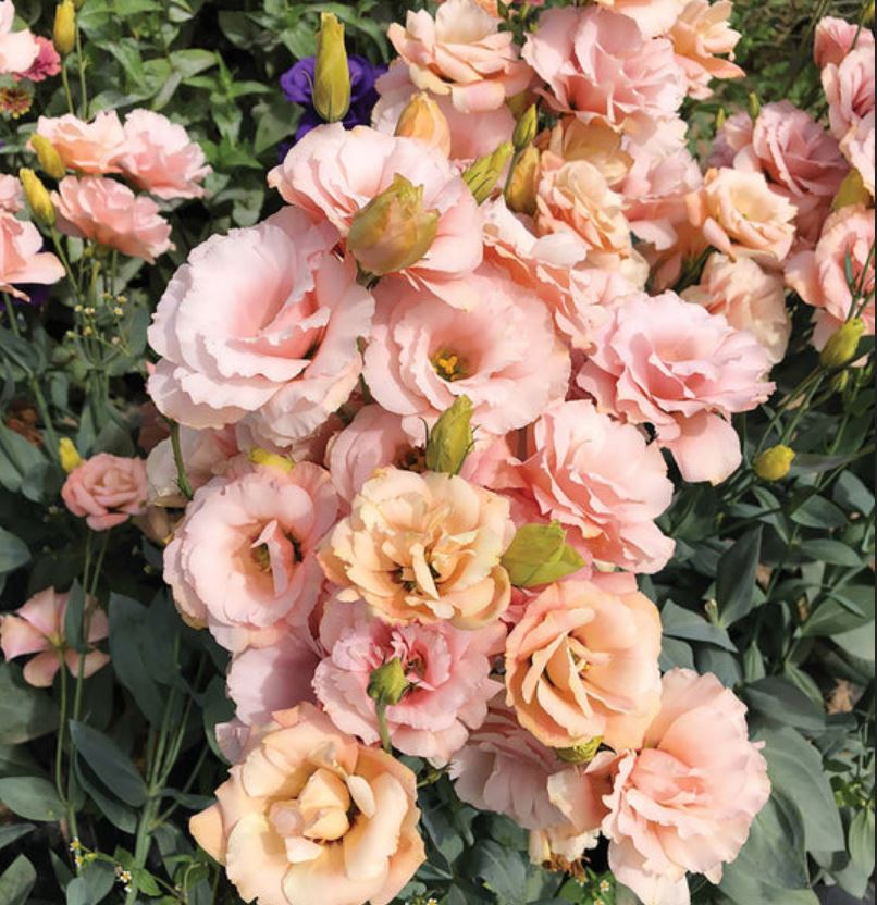 Lisianthus 'Arena III Apricot'