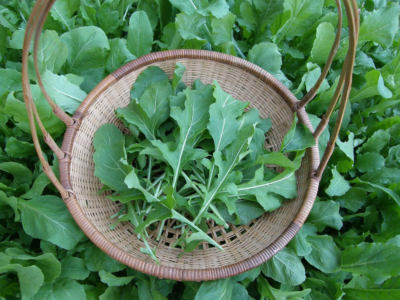 Greens Galore - Healthy Greens Seed Collection