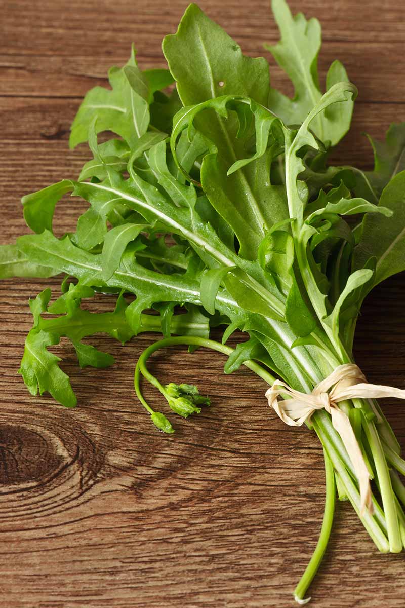 Greens 'Arugula'