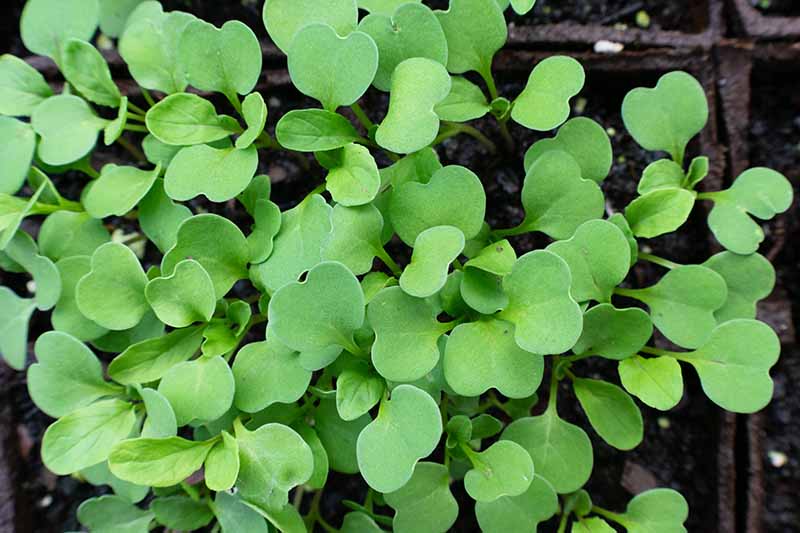 Greens 'Arugula'