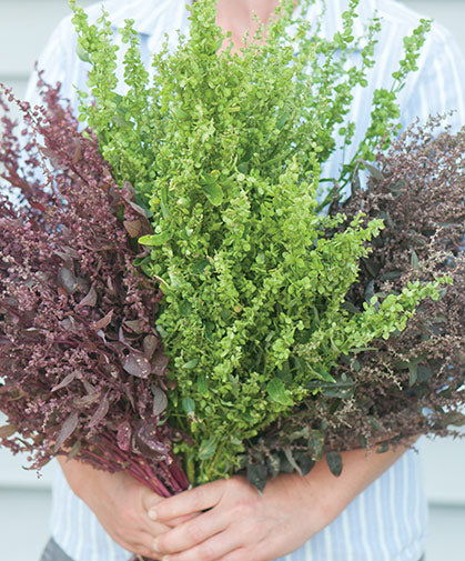 Atriplex 'Plume Mix'