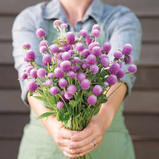 Gomphrena 'Audray Bi-Colour Pink'