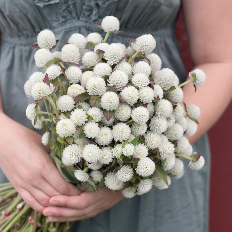 Gomphrena 'Audray White'