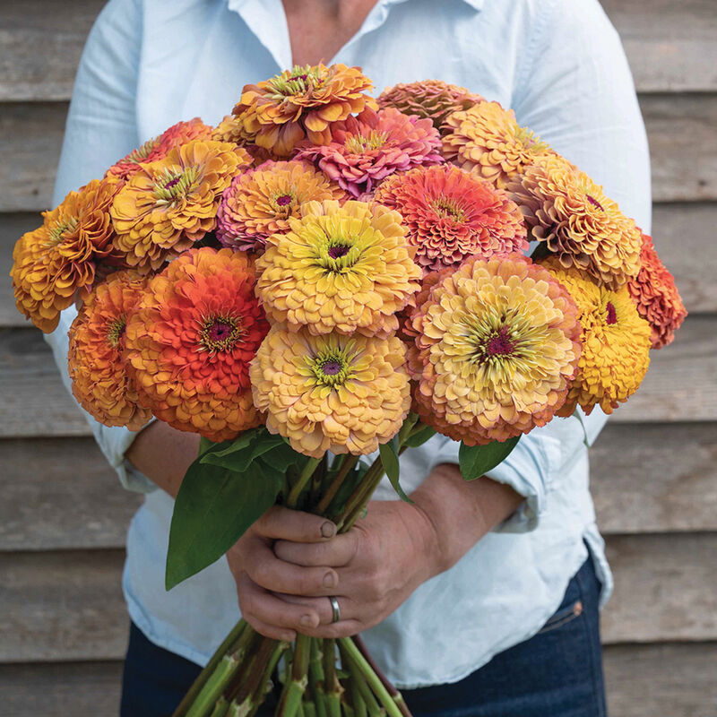 Zinnia 'Aurora Mix'