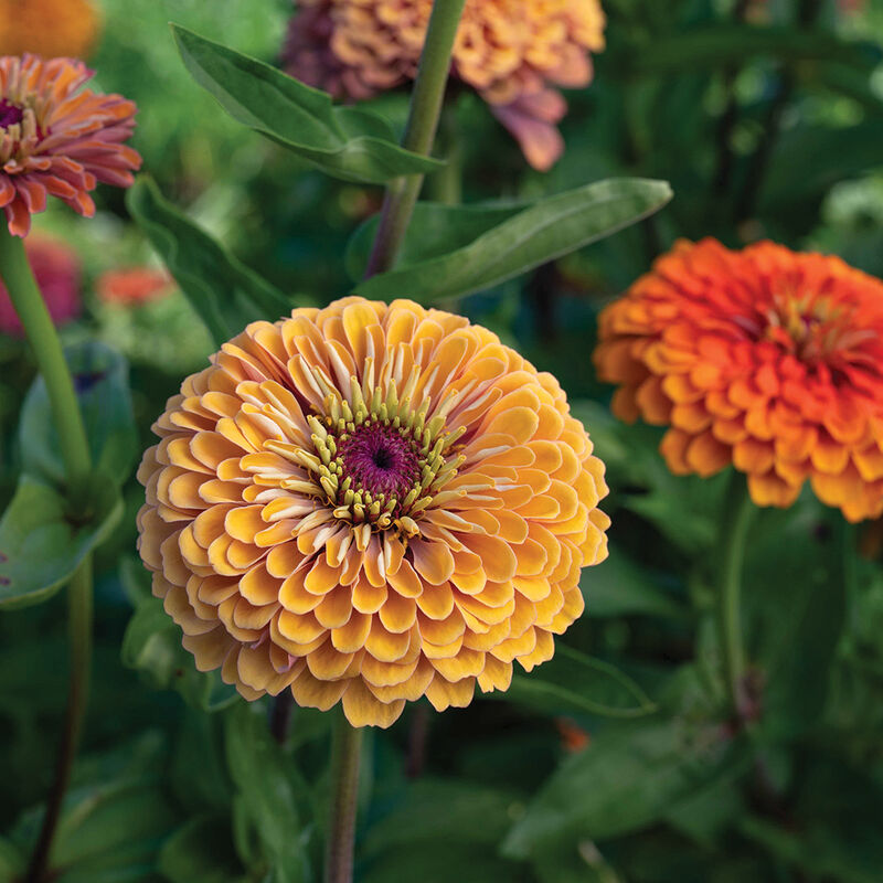 Zinnia 'Aurora Mix'