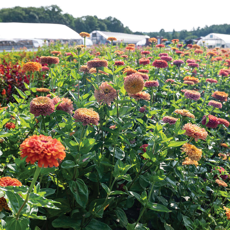 Zinnia 'Aurora Mix'