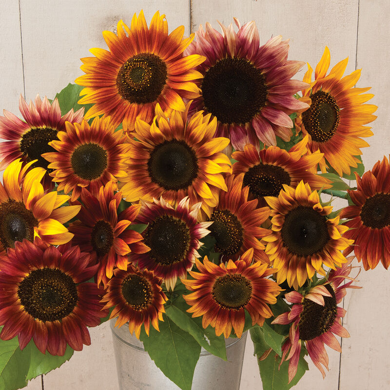 Sunflower 'Autumn Beauty' Mix