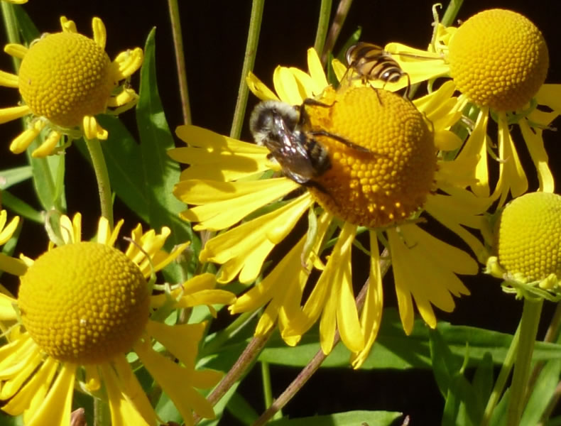 Wildflower 'Autumn Sneezeweed'