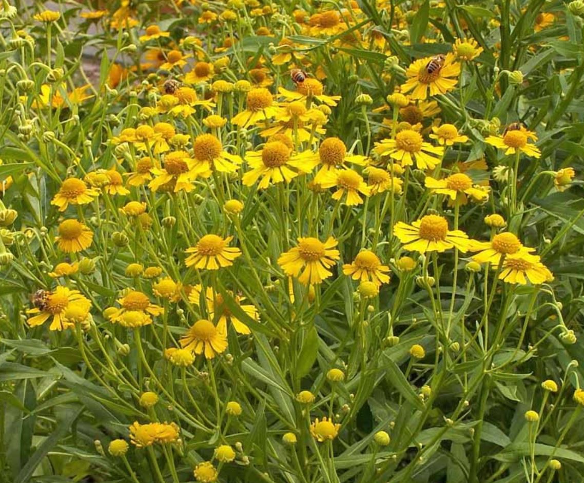 Wildflower 'Autumn Sneezeweed'