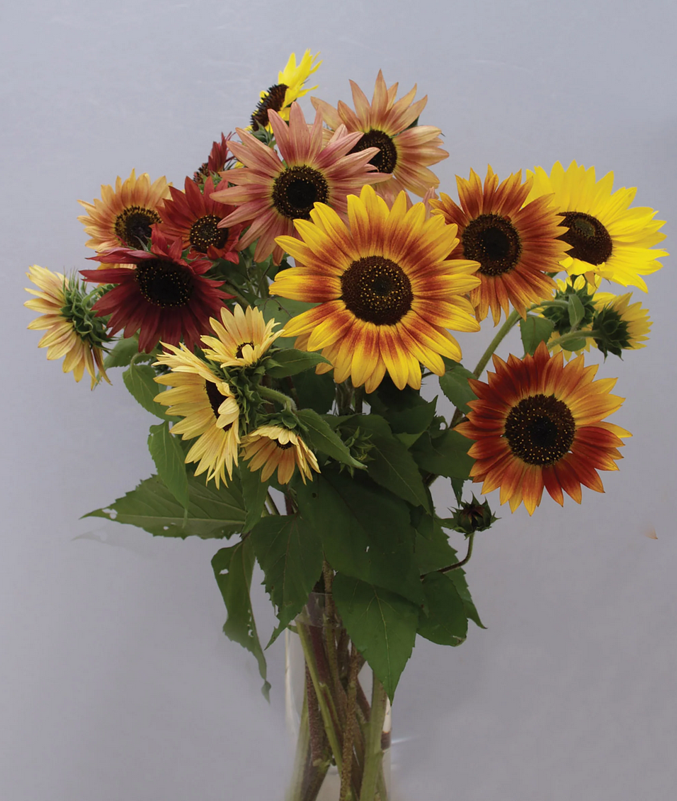 Sunflower 'Autumn Beauty' Mix