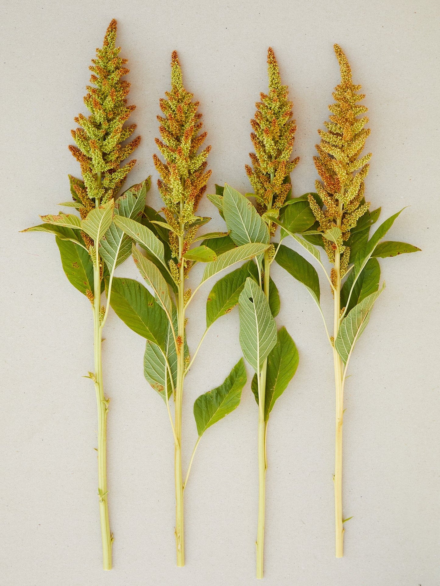 Amaranth 'Autumn's Touch'