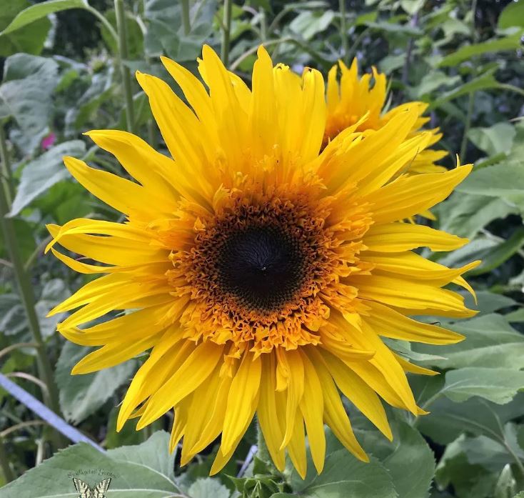 Sunflower 'Baby Bear'