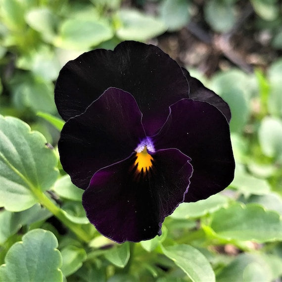 Viola 'Back to Black