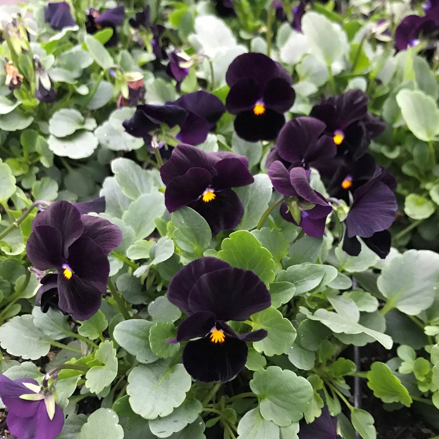 Viola 'Back to Black