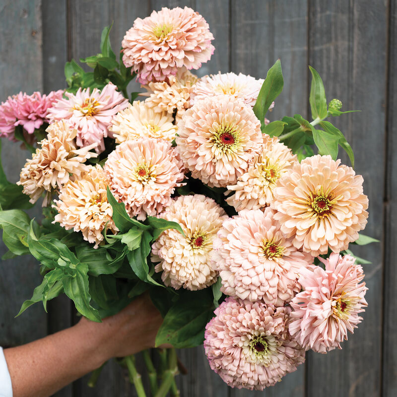 Zinnia 'Ballerina Mix'