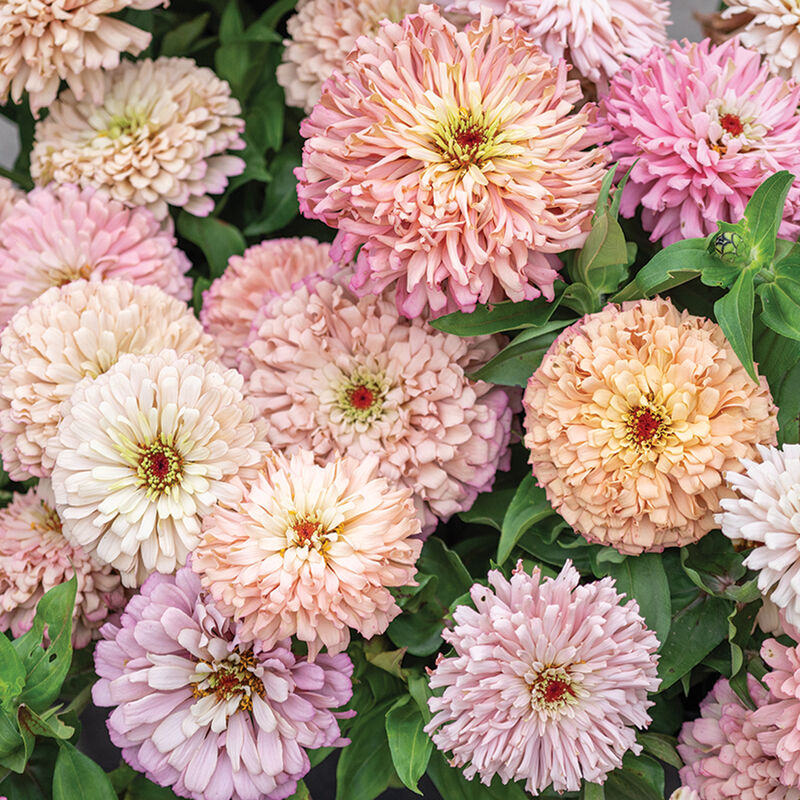 Zinnia 'Ballerina Mix'