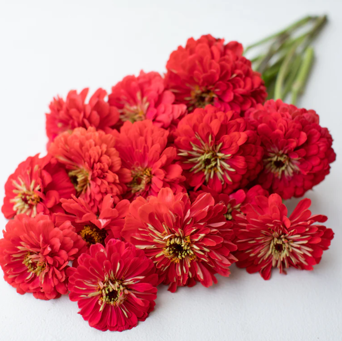 Zinnia 'Meteor Shower' Mix