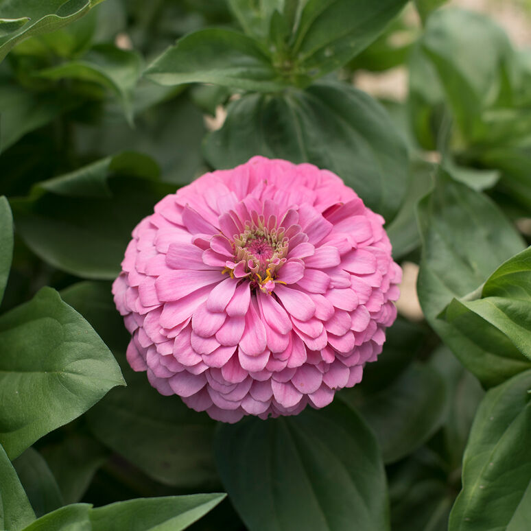 Zinnia 'Creme Caramel Mix'