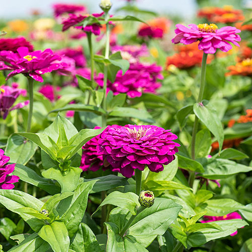 Zinnia 'Meteor Shower' Mix