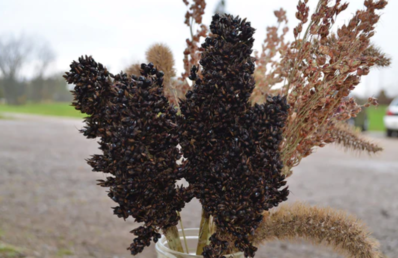 Grass 'Broomcorn Black'