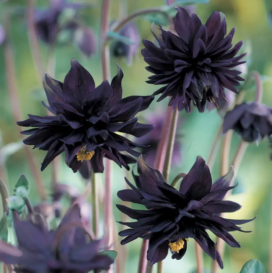 Columbine 'Black Barlow'