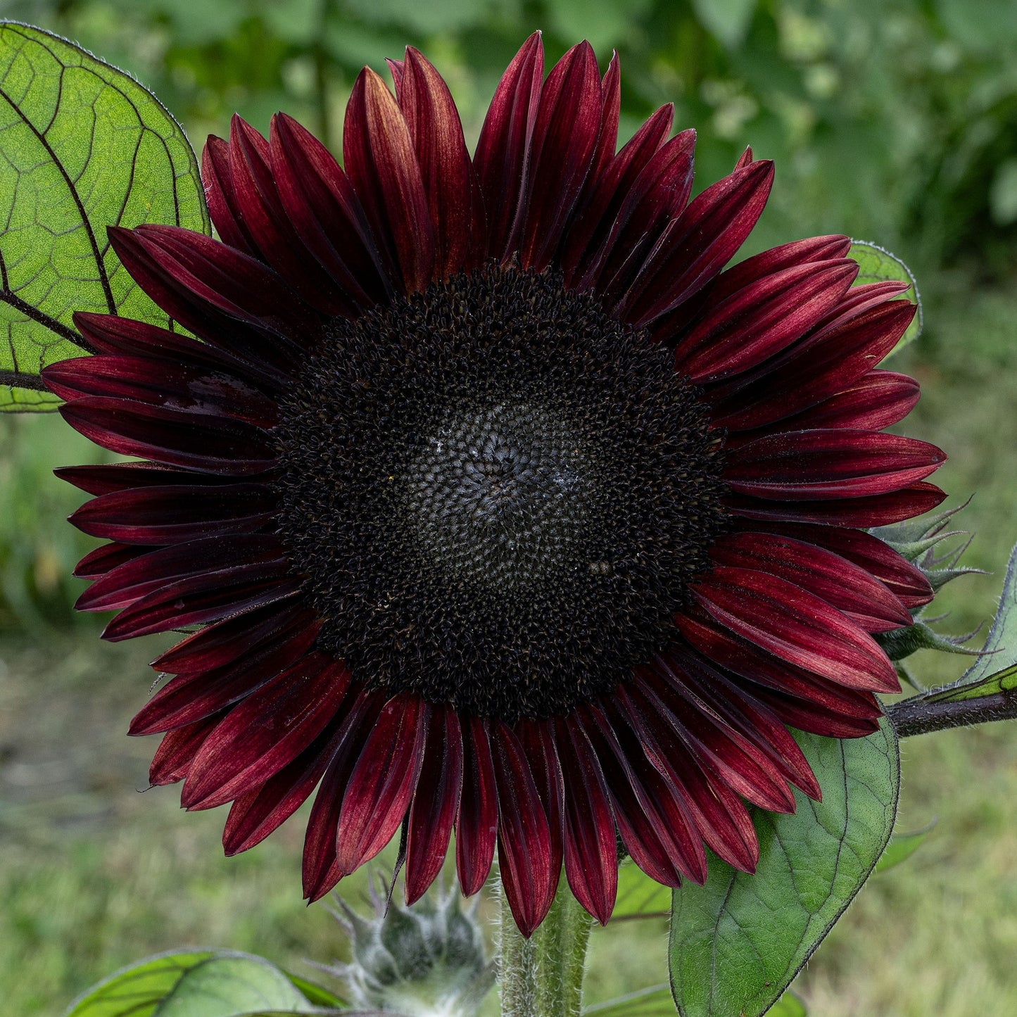 Sunflower 'Black Beauty'