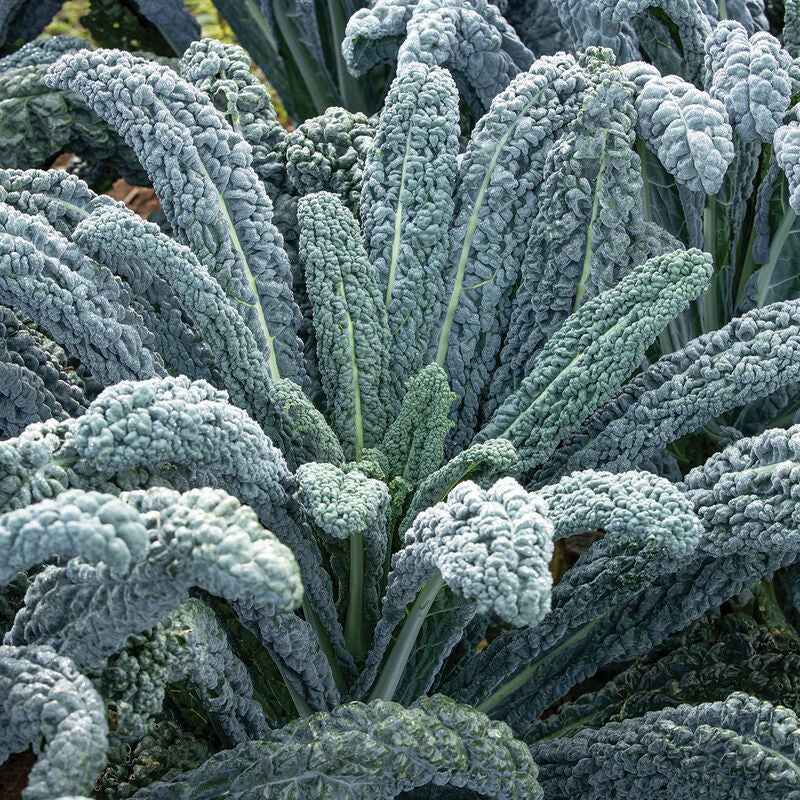 Kale 'Black Magic'