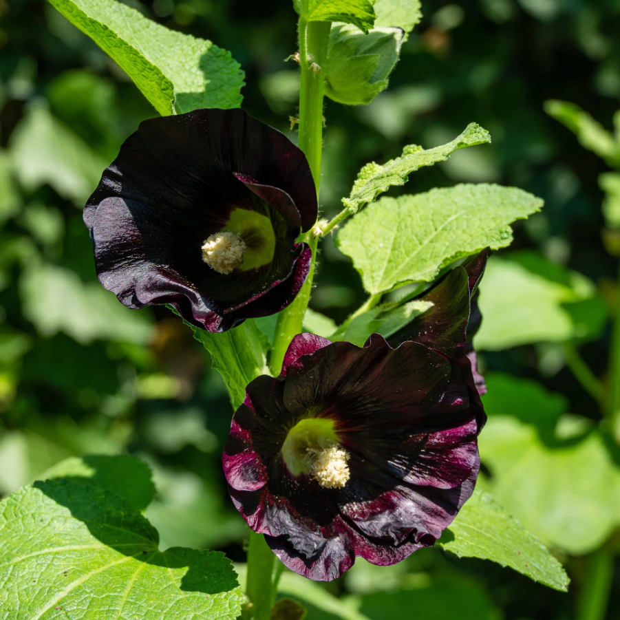 Hollyhock 'Black Nigra'