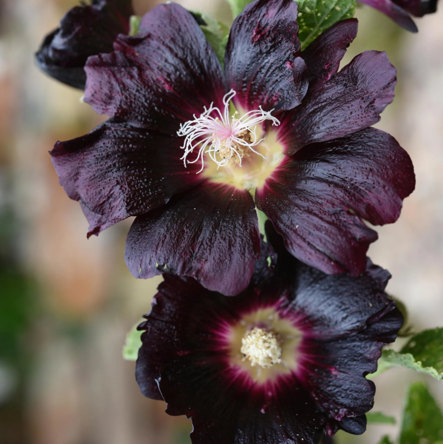 Hollyhock 'Black Nigra'
