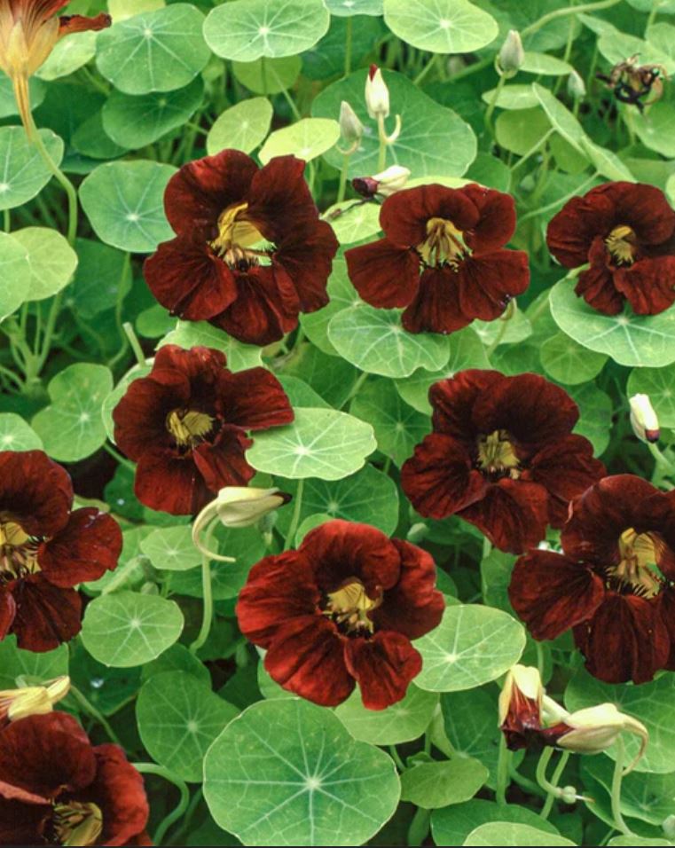 Nasturtium 'Black Velvet'