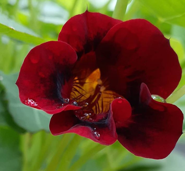 Nasturtium 'Black Velvet'