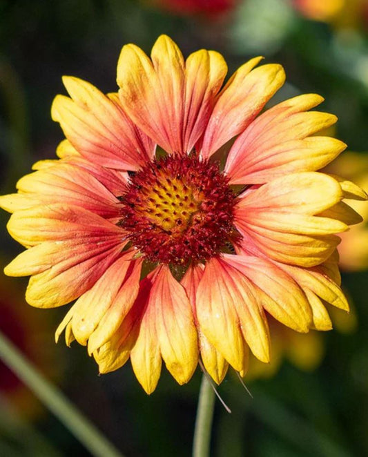 Wildflower 'Prairie Blanketflower'