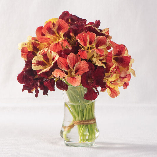 Nasturtium 'Bloody Mary'