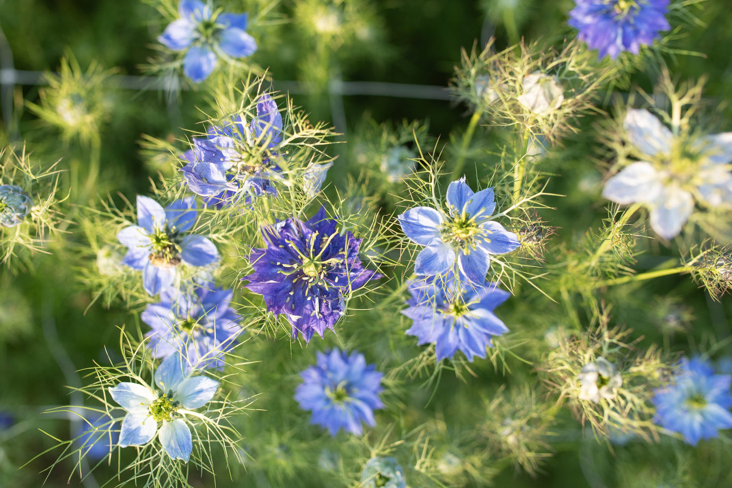 Nigella 'Miss Jekyll Dark Blue'