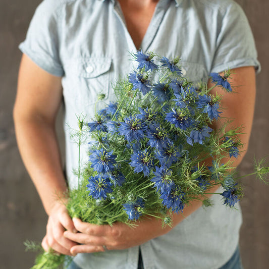 Nigella 'Miss Jekyll Dark Blue'