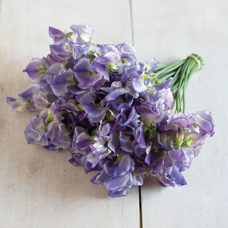 Sweet Pea 'Blue Ripple'