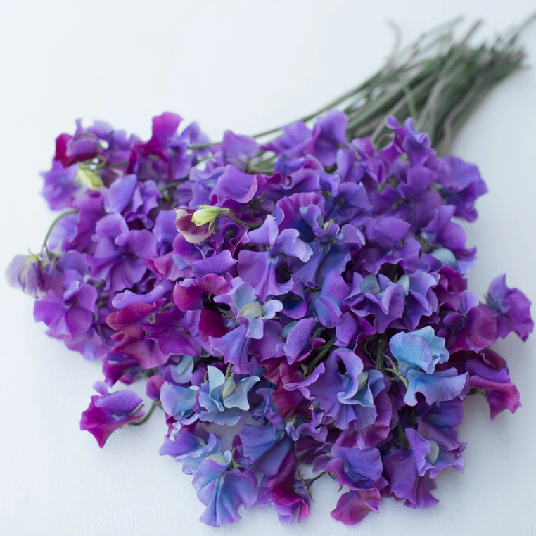 Sweet Pea 'Blue Shift'