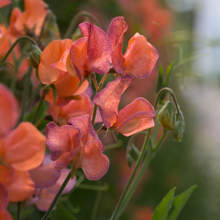Sweet Pea 'Blue Vein'